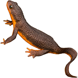 California Newt